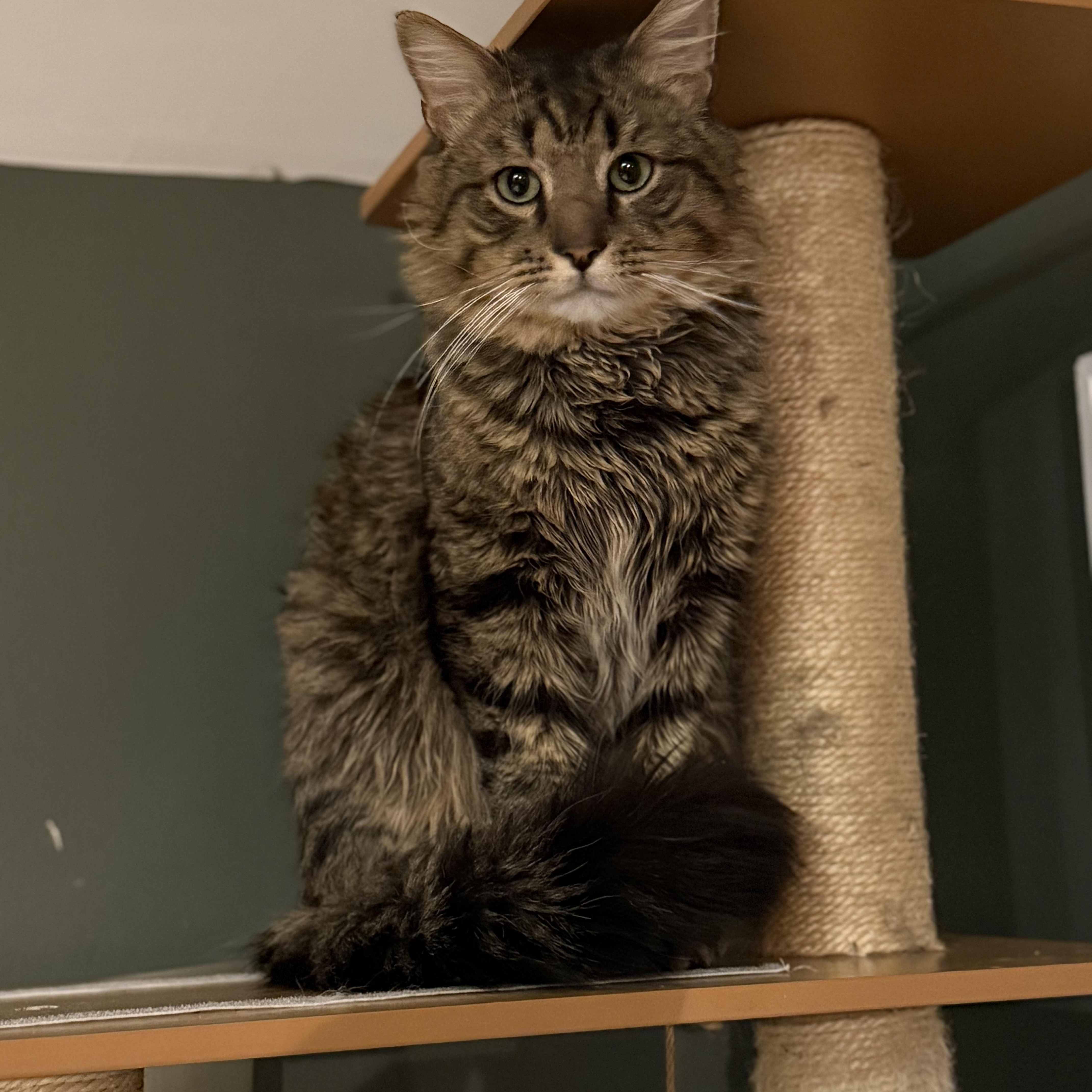 Enlarge Grayson, a ADOPTABLE Domestic Medium Hair in Gaylordsville, CT image 1/6