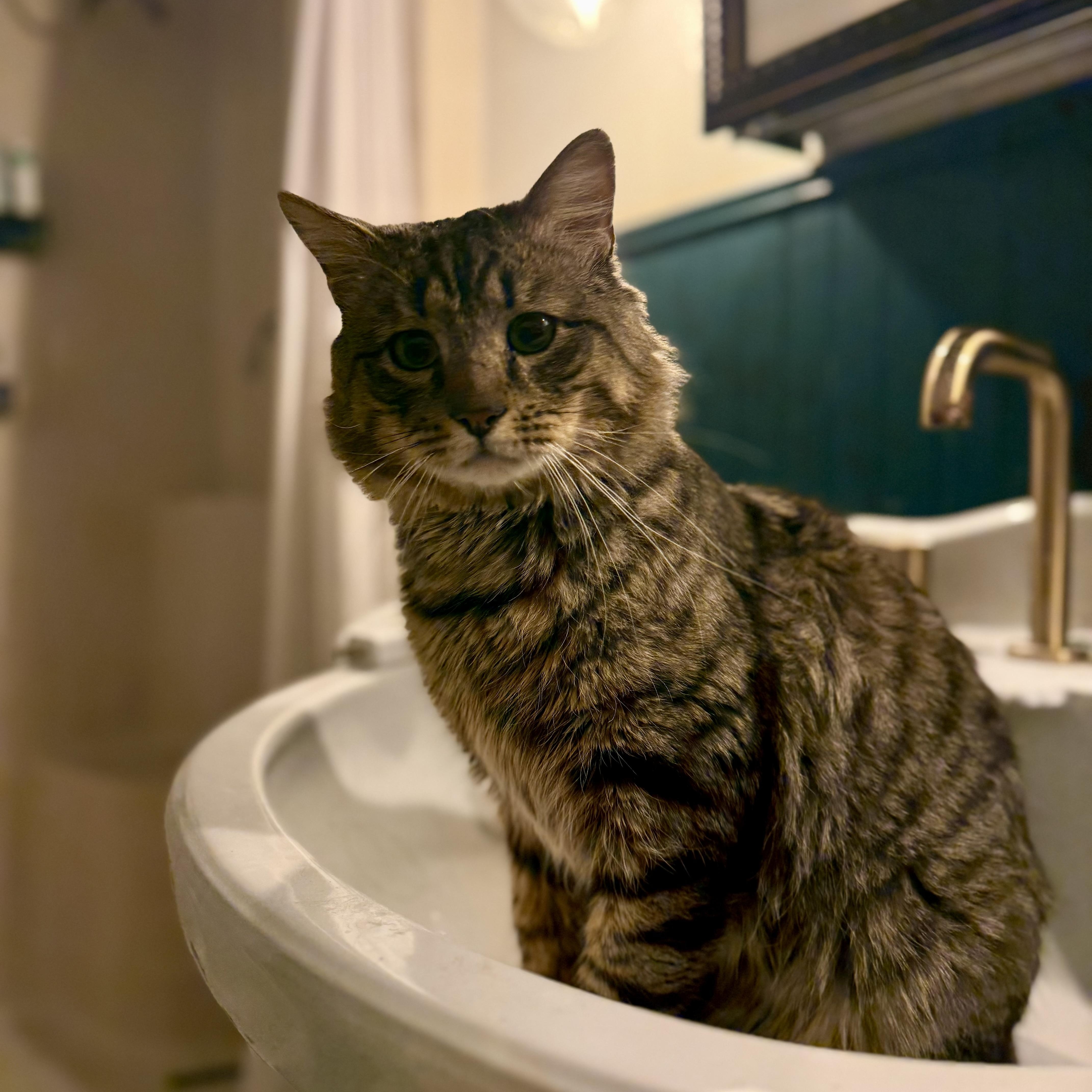 Grayson, a ADOPTABLE Domestic Medium Hair in Gaylordsville, CT image 2/6