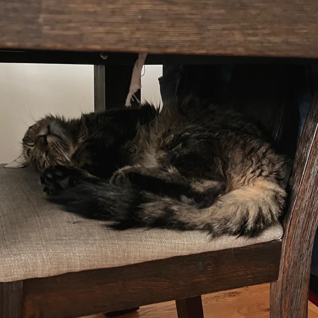 Grayson, a ADOPTABLE Domestic Medium Hair in Gaylordsville, CT image 6/6