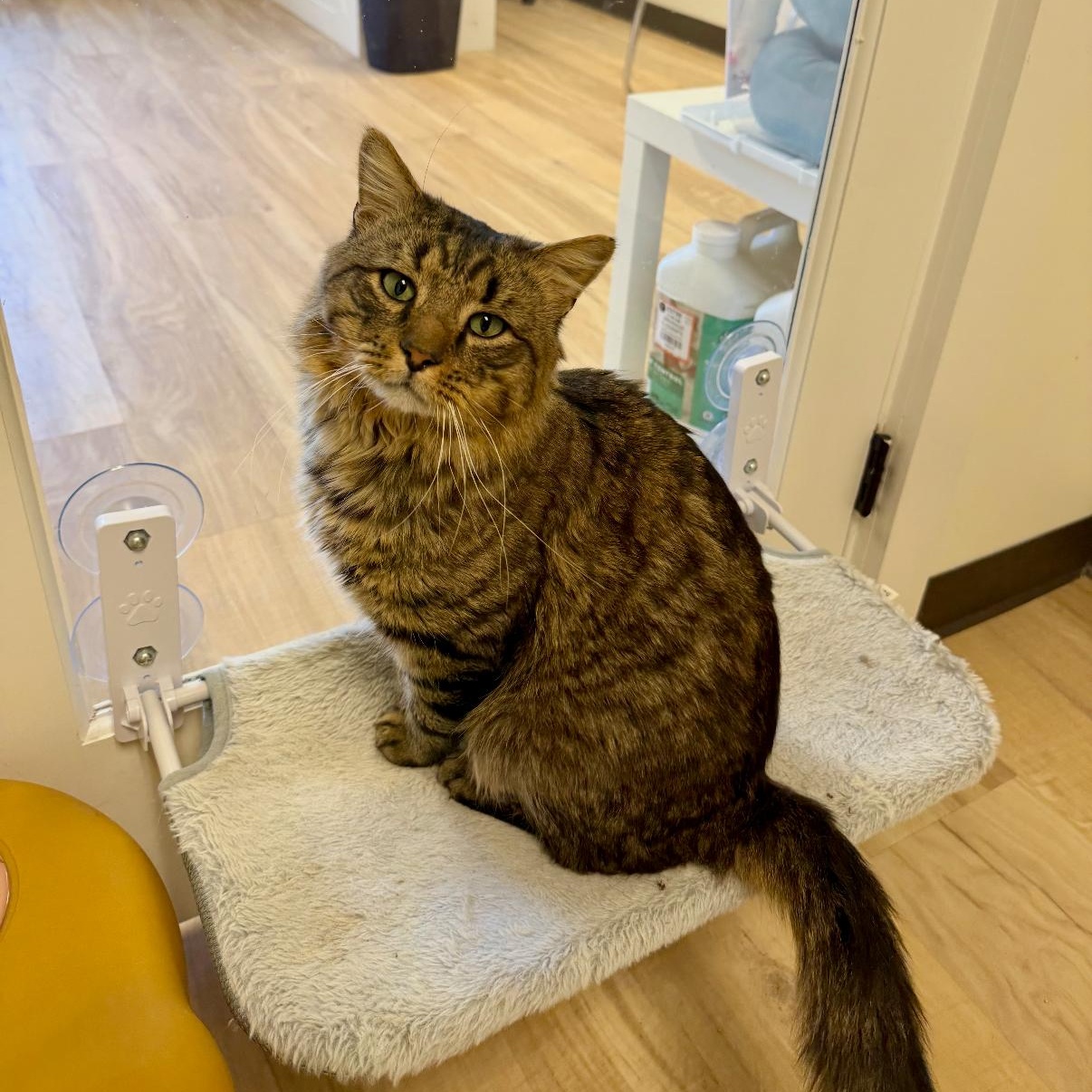 Grayson, ADOPTABLE, Young Male Domestic Medium Hair.