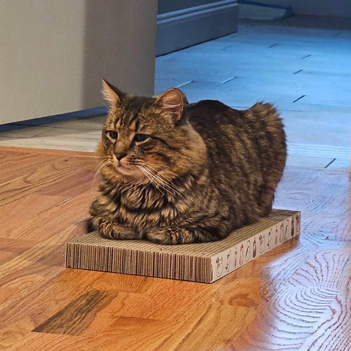 Grayson, a ADOPTABLE Domestic Medium Hair in Gaylordsville, CT image 3/6