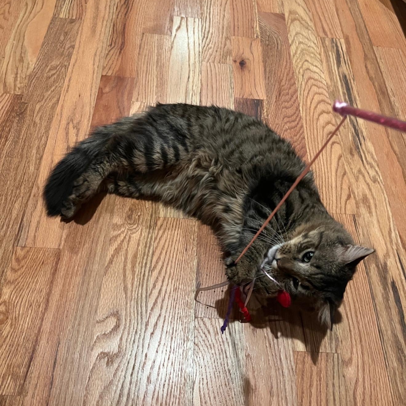 Grayson, a ADOPTABLE Domestic Medium Hair in Gaylordsville, CT image 5/6