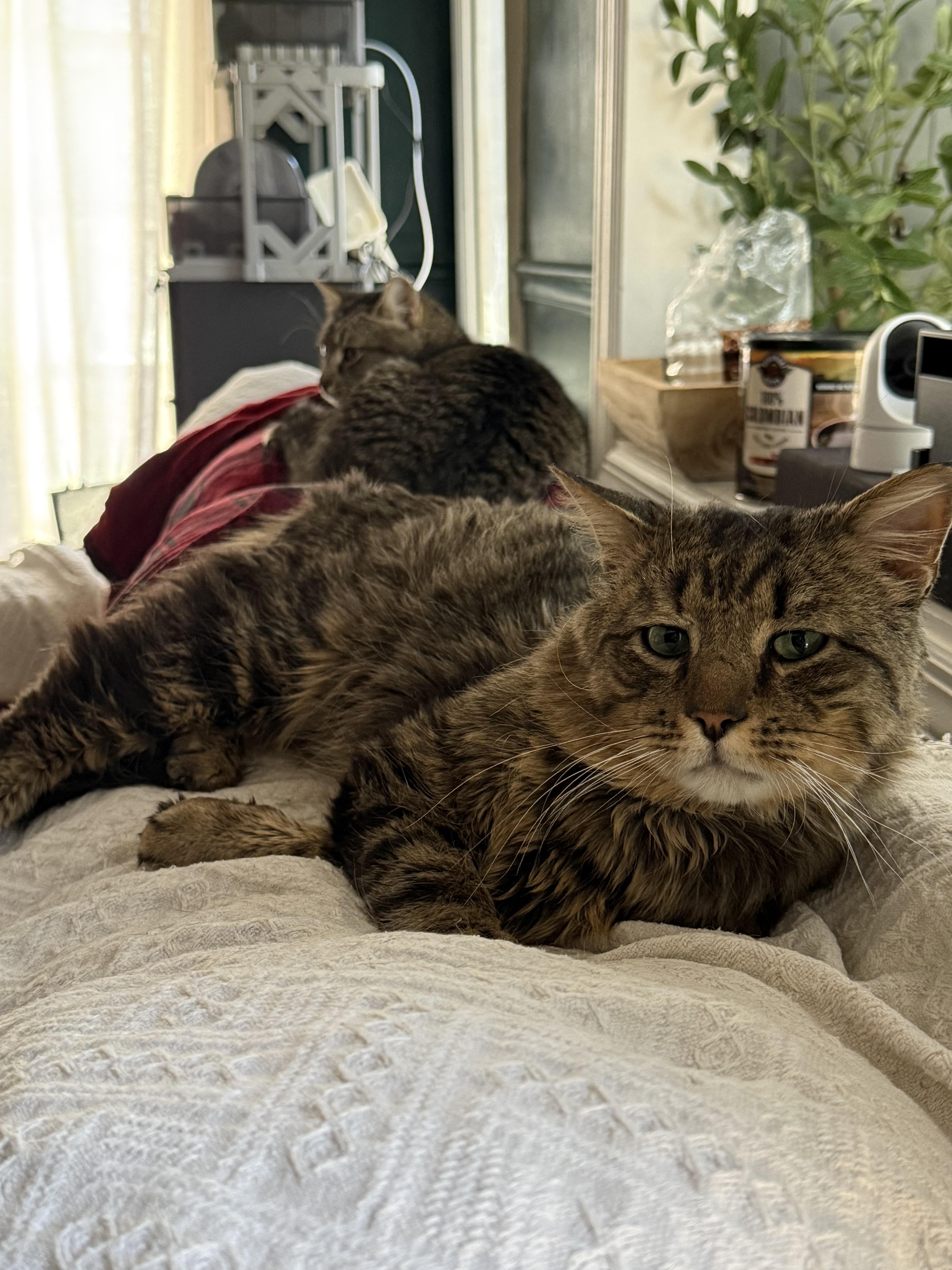 Enlarge Grayson, a ADOPTABLE Domestic Medium Hair in Gaylordsville, CT image 6/6