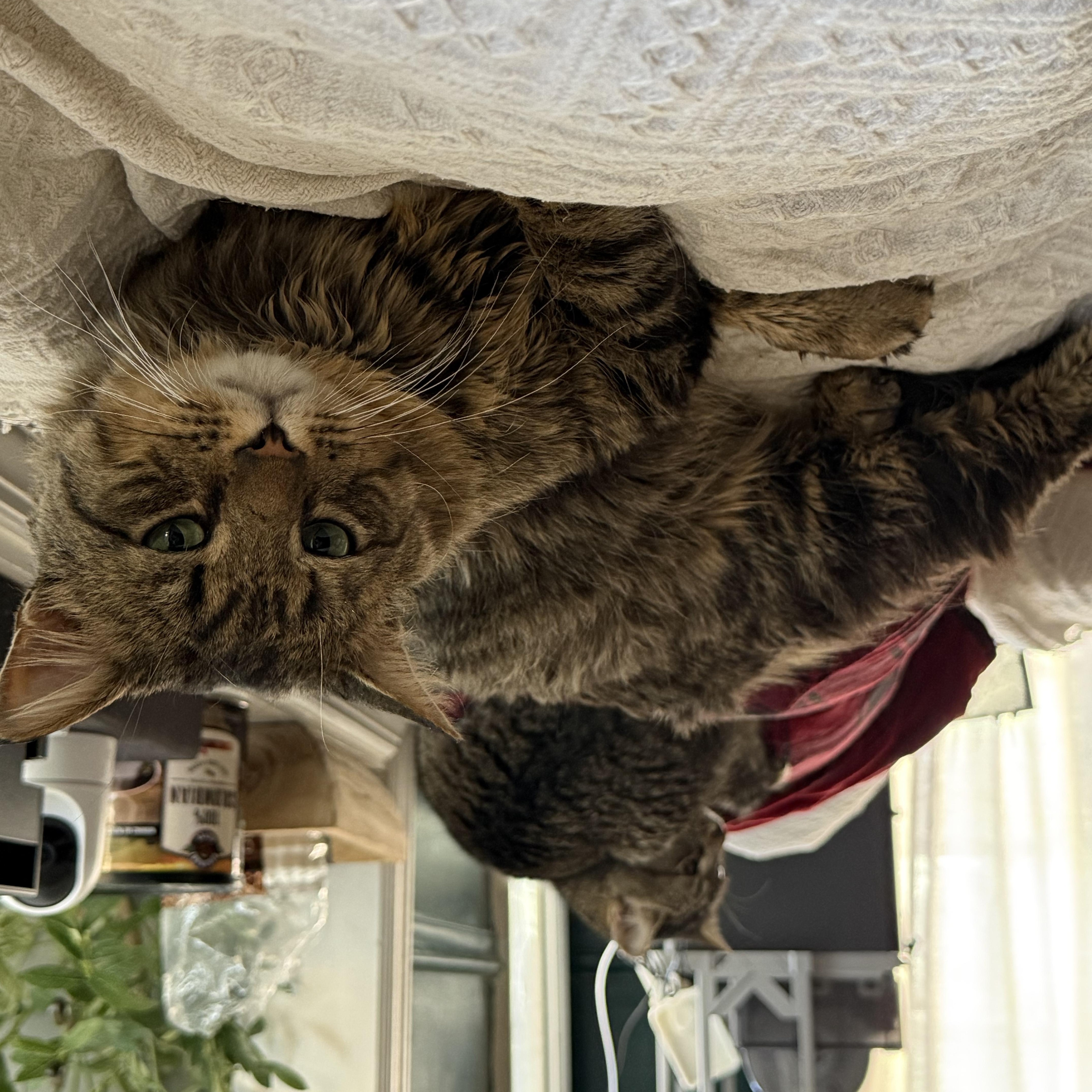 Enlarge Grayson, a ADOPTABLE Domestic Medium Hair in Gaylordsville, CT image 6/6