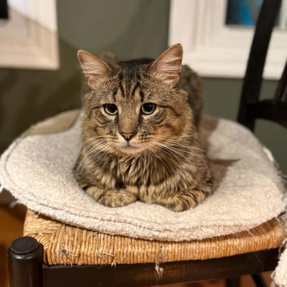 Grayson, ADOPTABLE, Young Male Domestic Medium Hair.