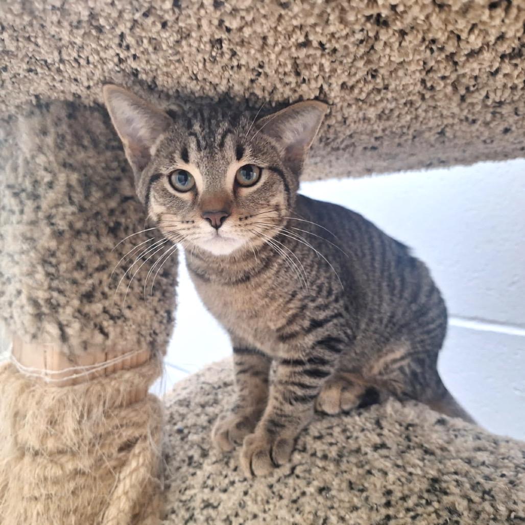 Festus, Adoptable, Young Male Domestic Short Hair.