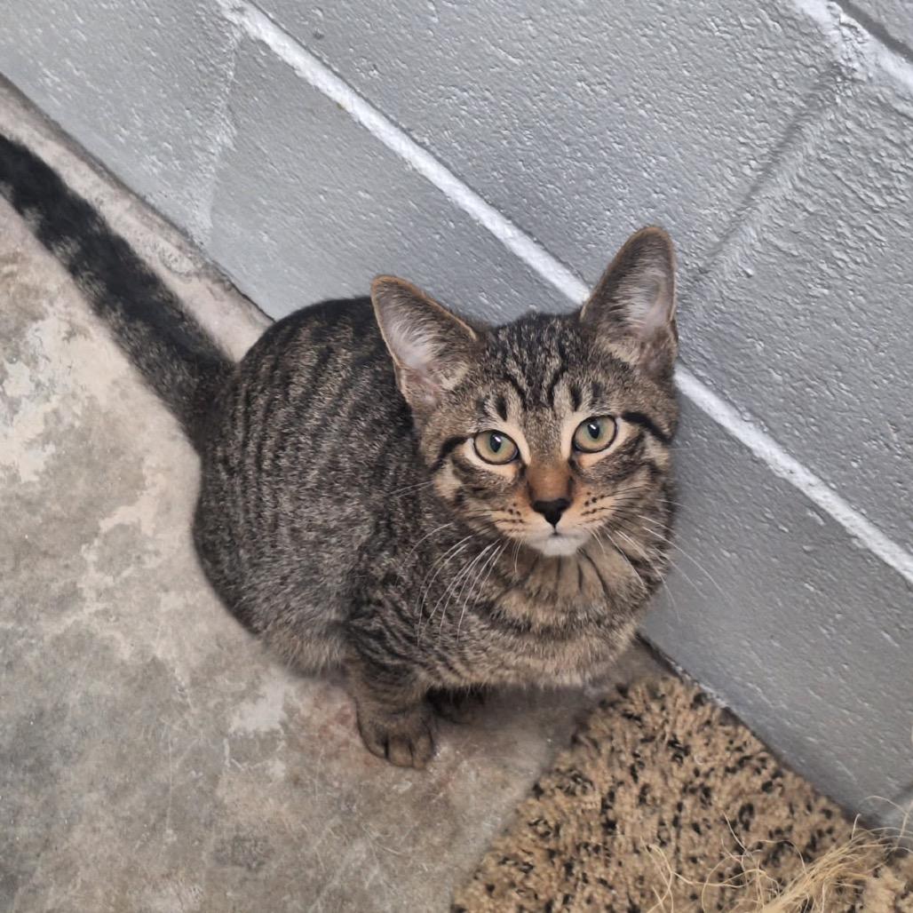 Festus, a Adoptable Domestic Short Hair in Albert Lea, MN image 2/4