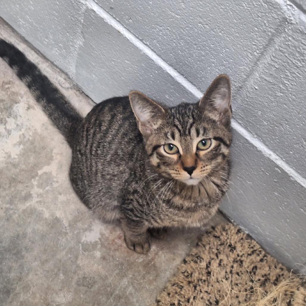Festus, a Adoptable Domestic Short Hair in Albert Lea, MN image 3/4
