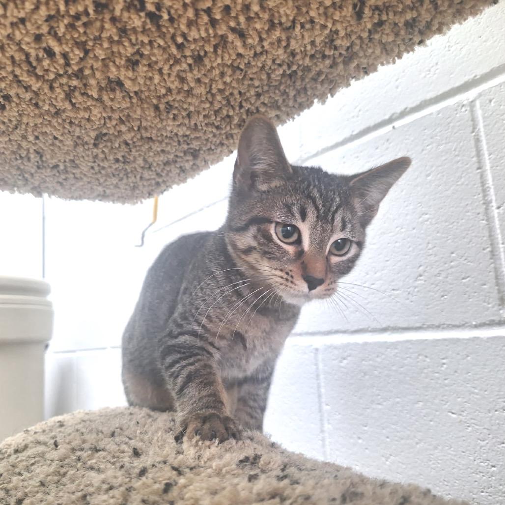 Festus, a Adoptable Domestic Short Hair in Albert Lea, MN image 4/4