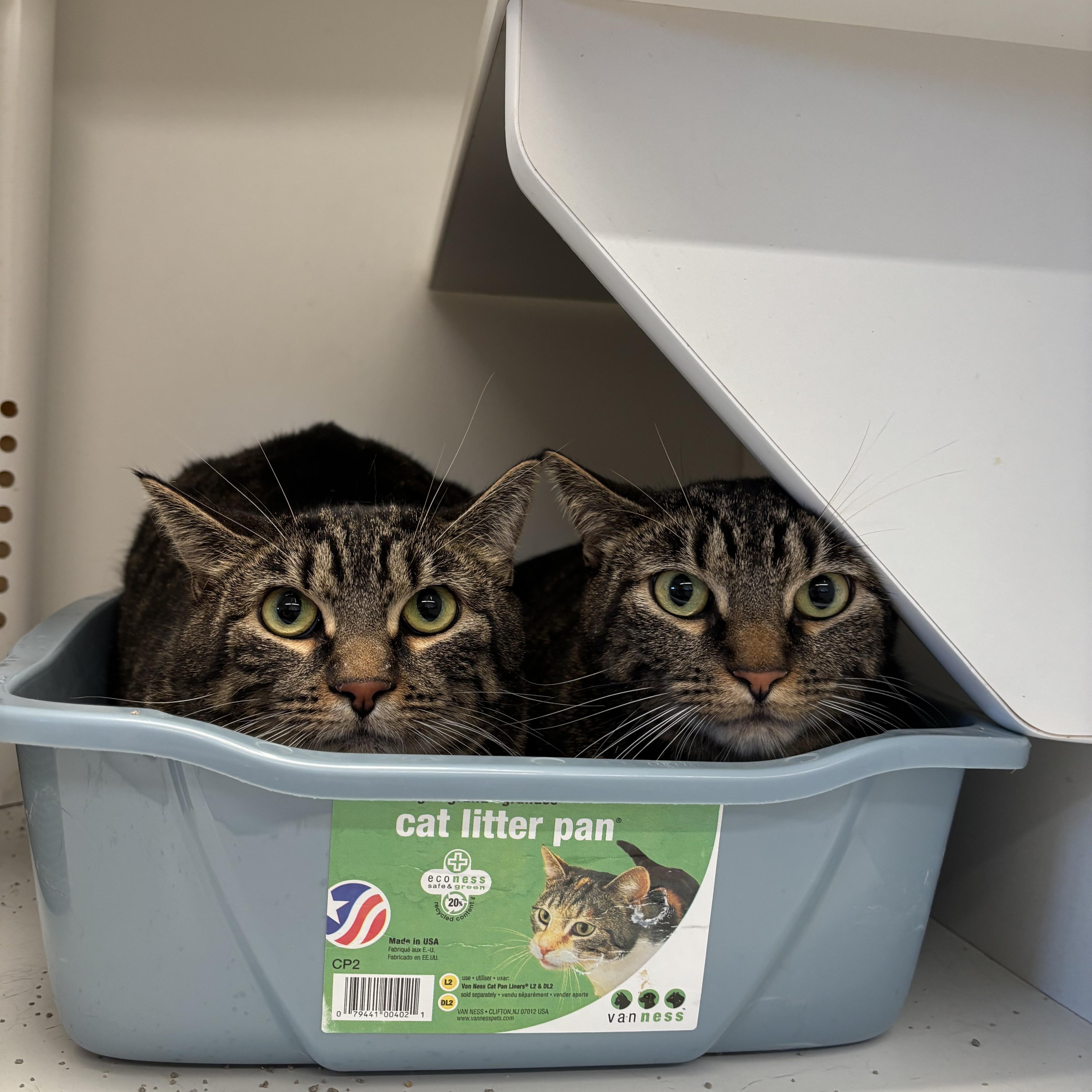 Judge & Judy, Adopted, Adult Female Domestic Short Hair.