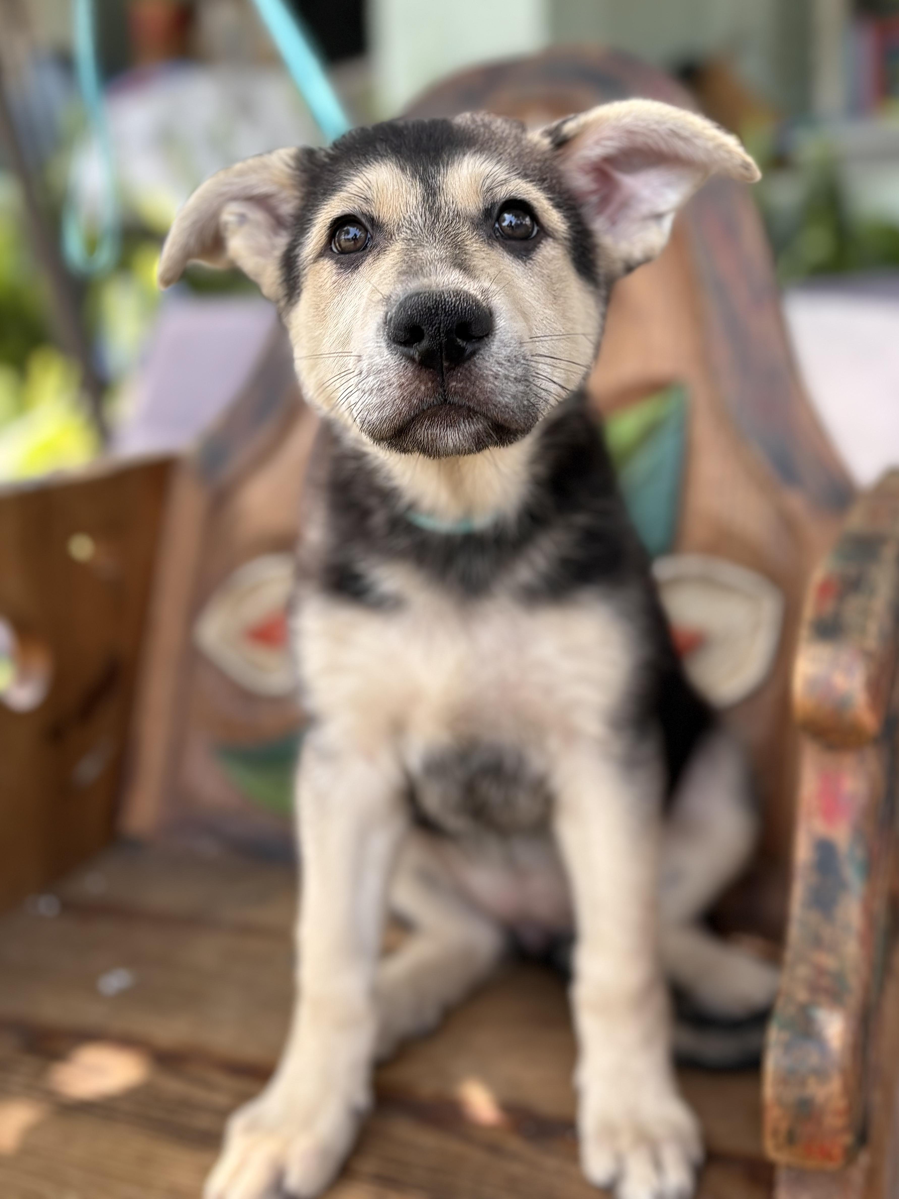 Puppies
