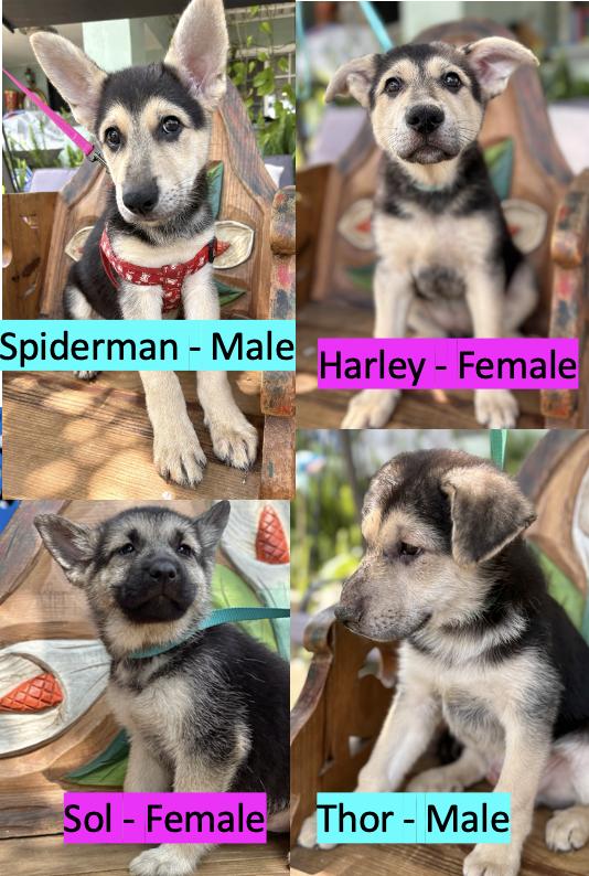 Puppies photo 3