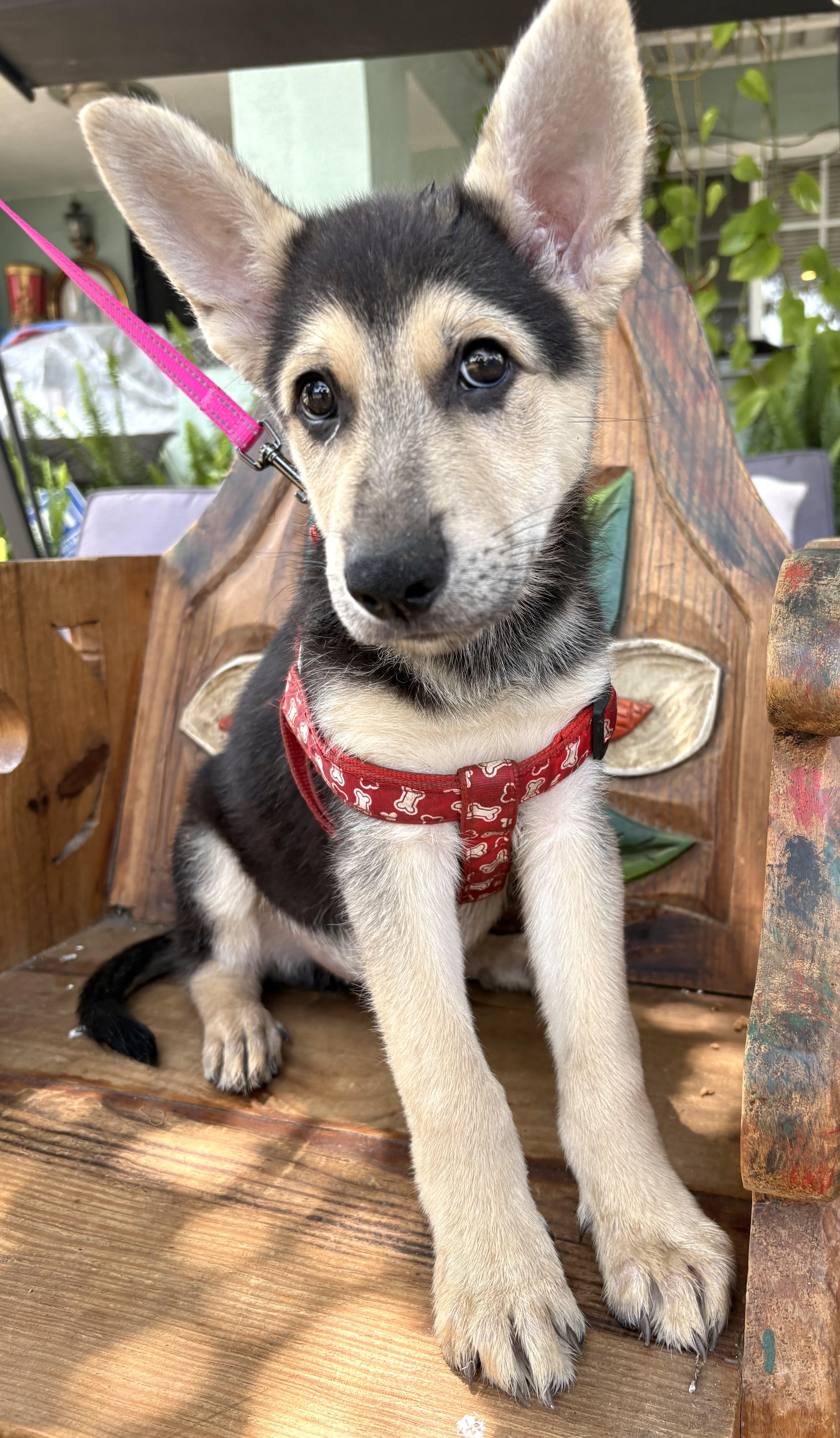 Puppies photo 2