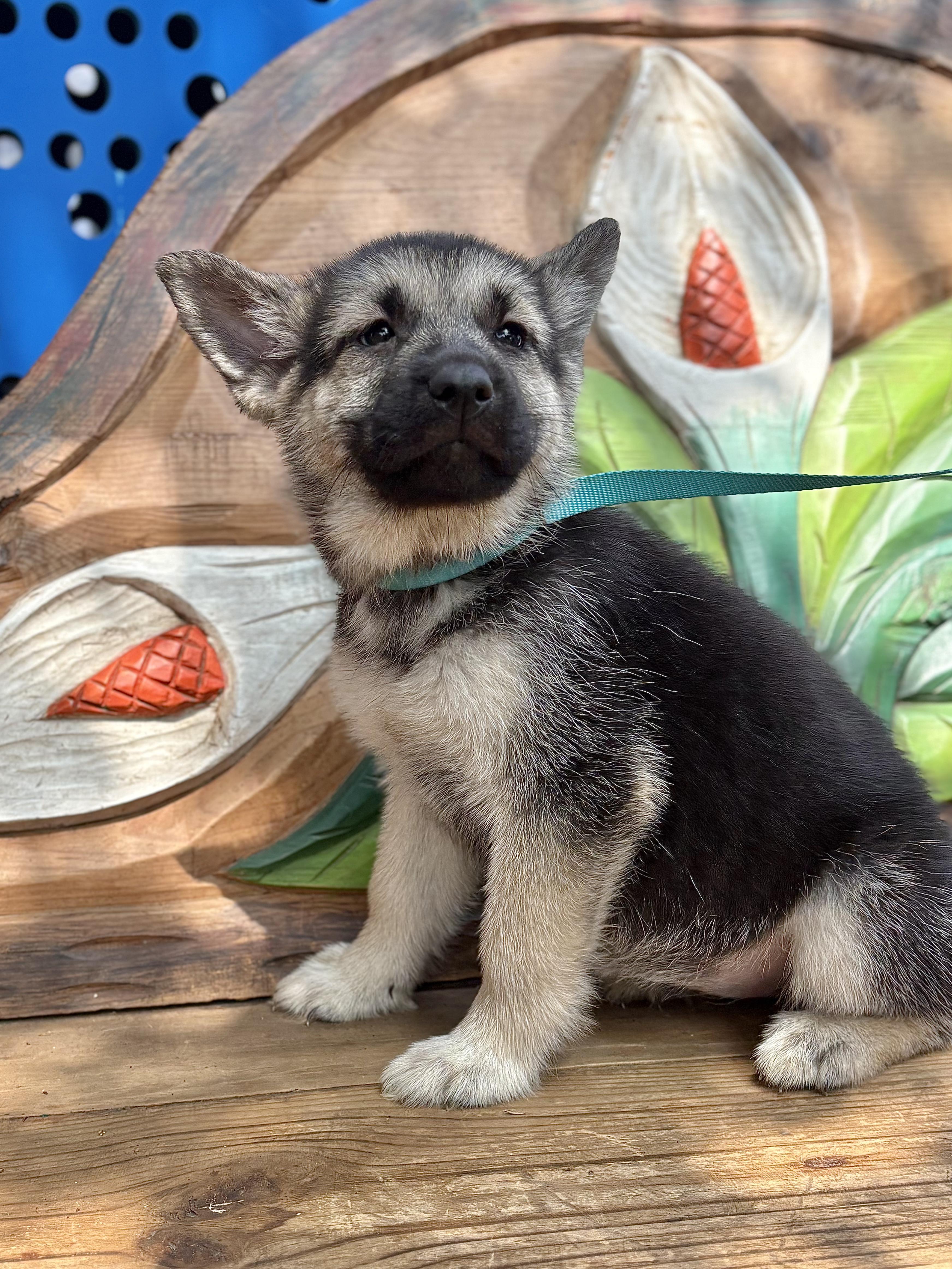 Puppies photo 4