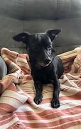 Enlarge Midnite, a Adoptable mixed breed in Oakdale, CA image 1/4