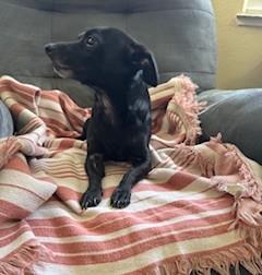 Enlarge Midnite, a Adoptable mixed breed in Oakdale, CA image 2/4