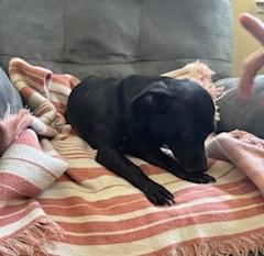 Enlarge Midnite, a Adoptable mixed breed in Oakdale, CA image 3/4