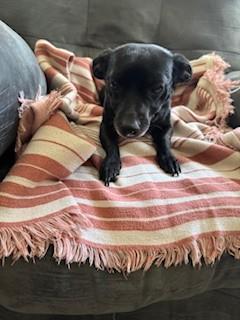 Enlarge Midnite, a Adoptable mixed breed in Oakdale, CA image 4/4