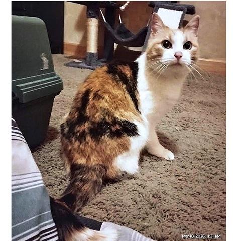 Enlarge Carla, a ADOPTABLE Calico in Salt Lake City, UT image 2/2