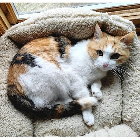 Carla, ADOPTABLE, Adult Female Calico.