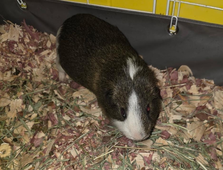 Thing, adopted, Young Male Guinea Pig.