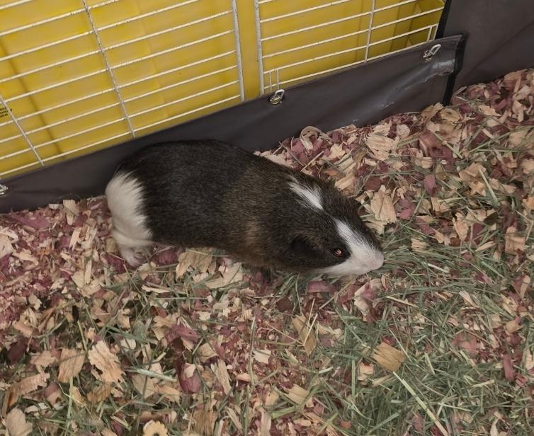 Thing, an adopted Guinea Pig in West Chester, OH image 2/2