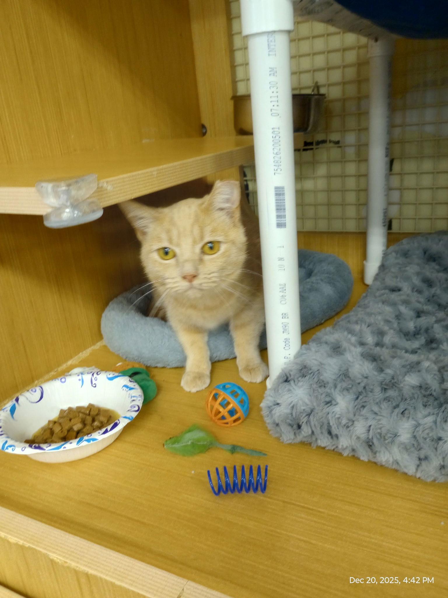 Clementine thumbnail 4