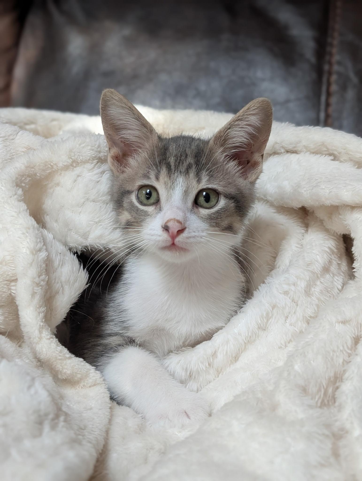 Atlas - North Conroe Petsmart photo