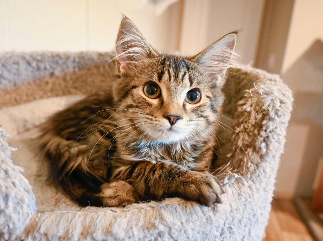 Wildflower, a Adoptable Domestic Long Hair in Hampstead, NC image 1/4