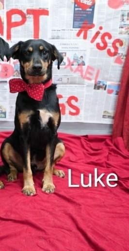 Luke, Adoptable, Young Male Affenpinscher.