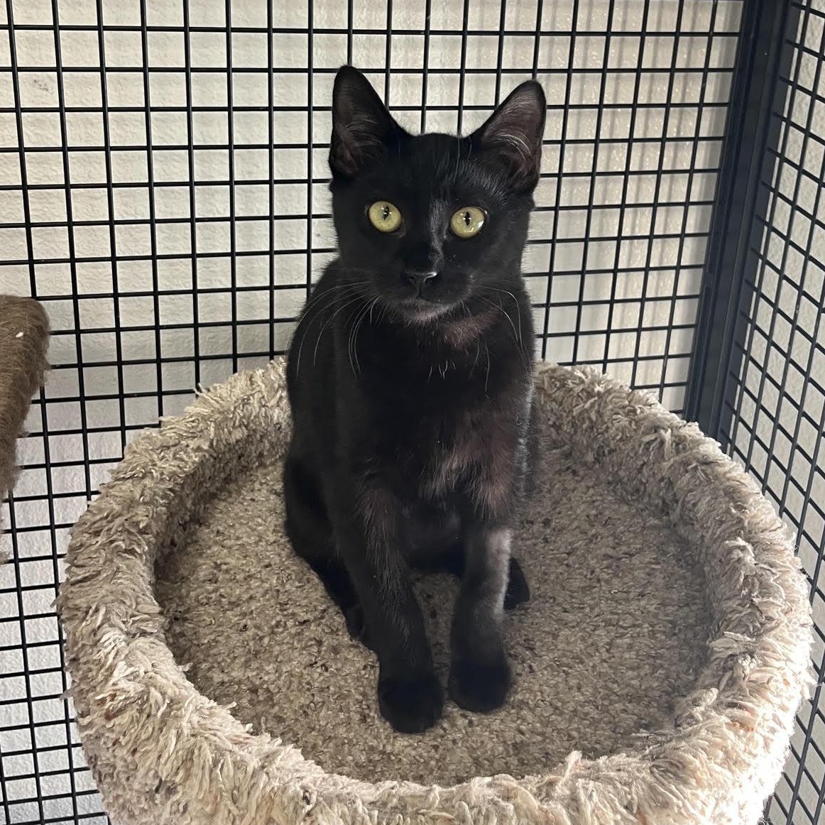 Enlarge Fable, a Adopted Domestic Short Hair in Portland, OR image 3/4