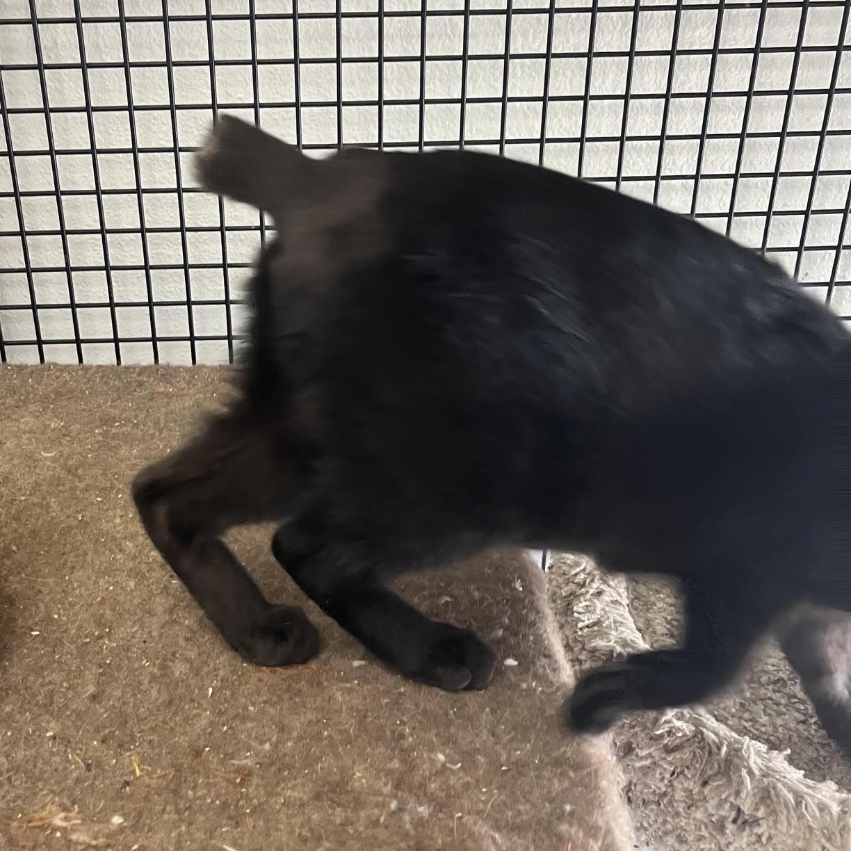 Enlarge Fable, a Adopted Domestic Short Hair in Portland, OR image 4/4