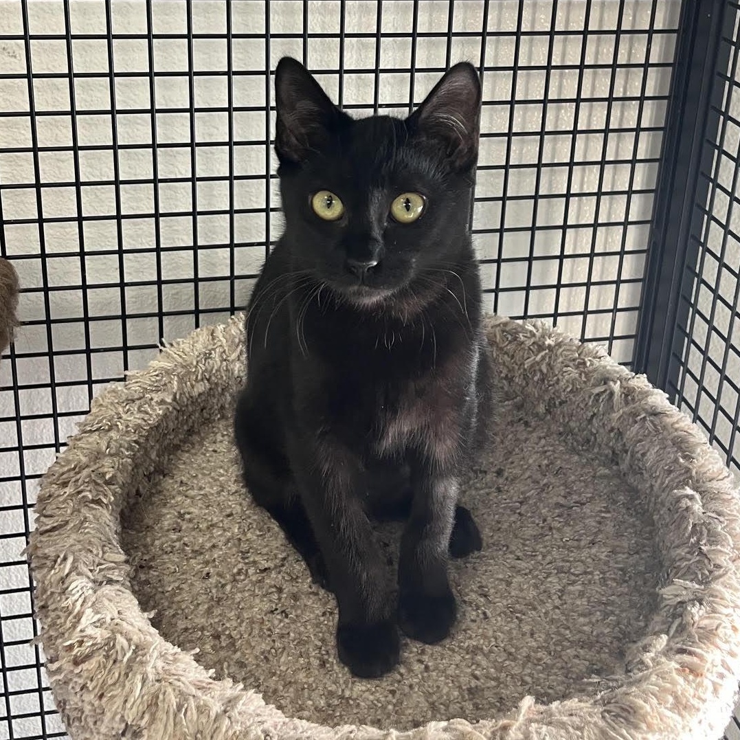 Fable, Adopted, Kitten Male Domestic Short Hair.