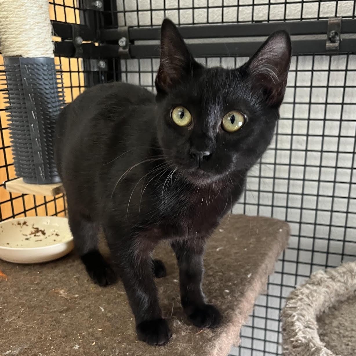 Enlarge Fable, a Adopted Domestic Short Hair in Portland, OR image 2/4
