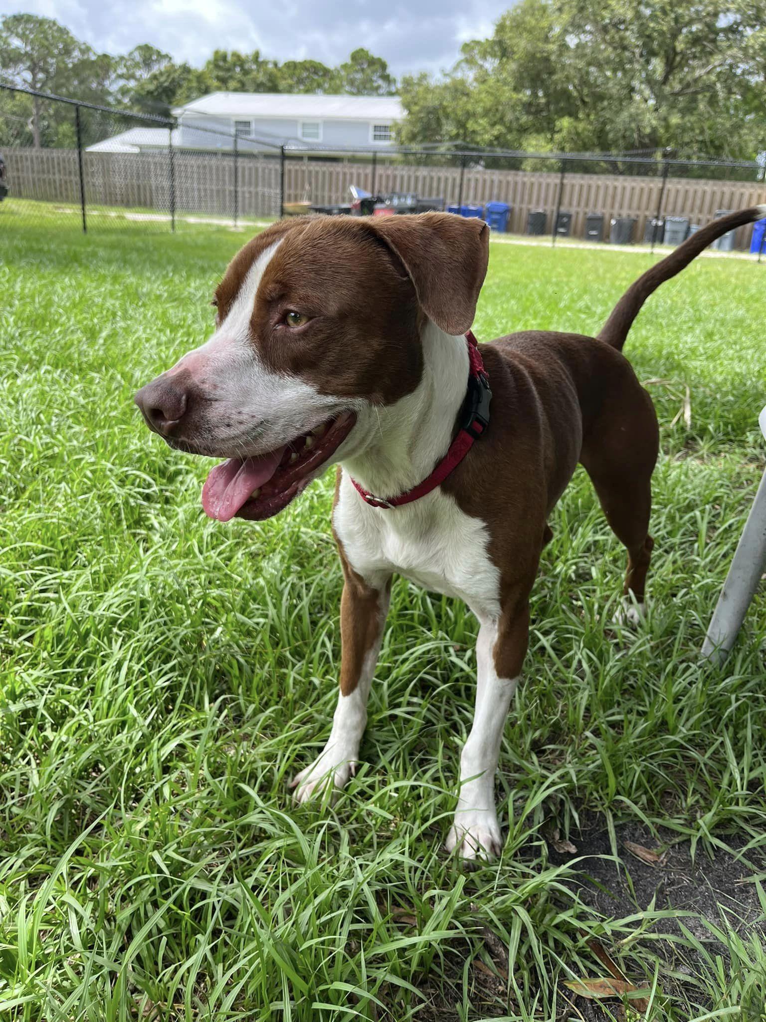 Graham, a ADOPTABLE mixed breed in Palm City, FL image 1/4