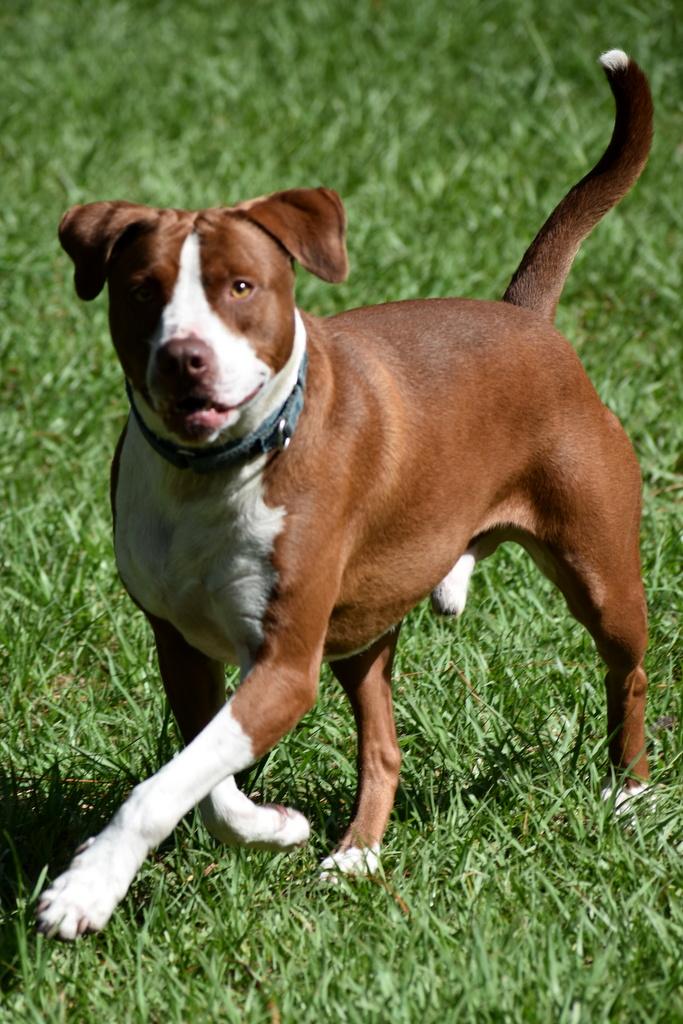 Graham, a ADOPTABLE mixed breed in Palm City, FL image 2/4