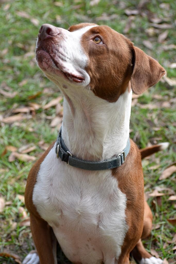 Graham, a ADOPTABLE mixed breed in Palm City, FL image 4/4