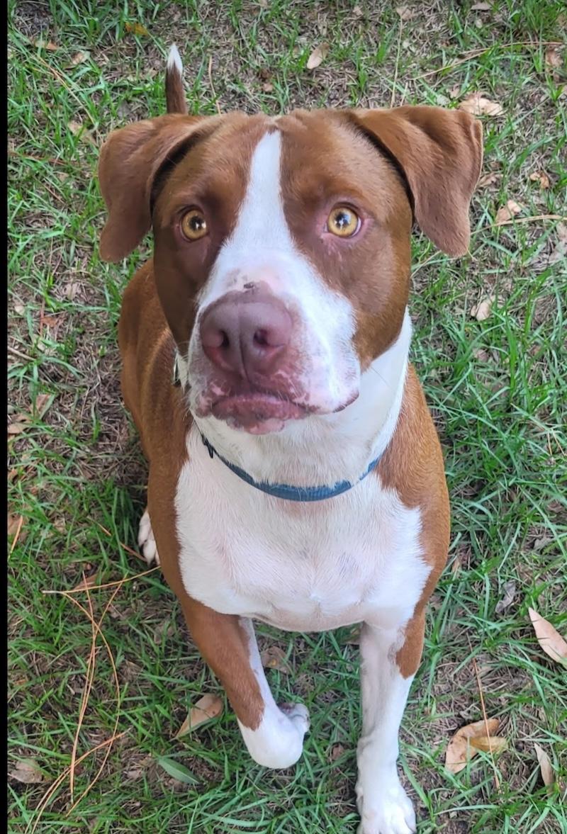 Graham, Adoptable, Adult Male American Staffordshire Terrier & Brittany Spaniel.