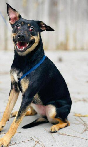 Rescue Only- AC-4640 "Winnie", ADOPTABLE, Adult Female Miniature Pinscher.