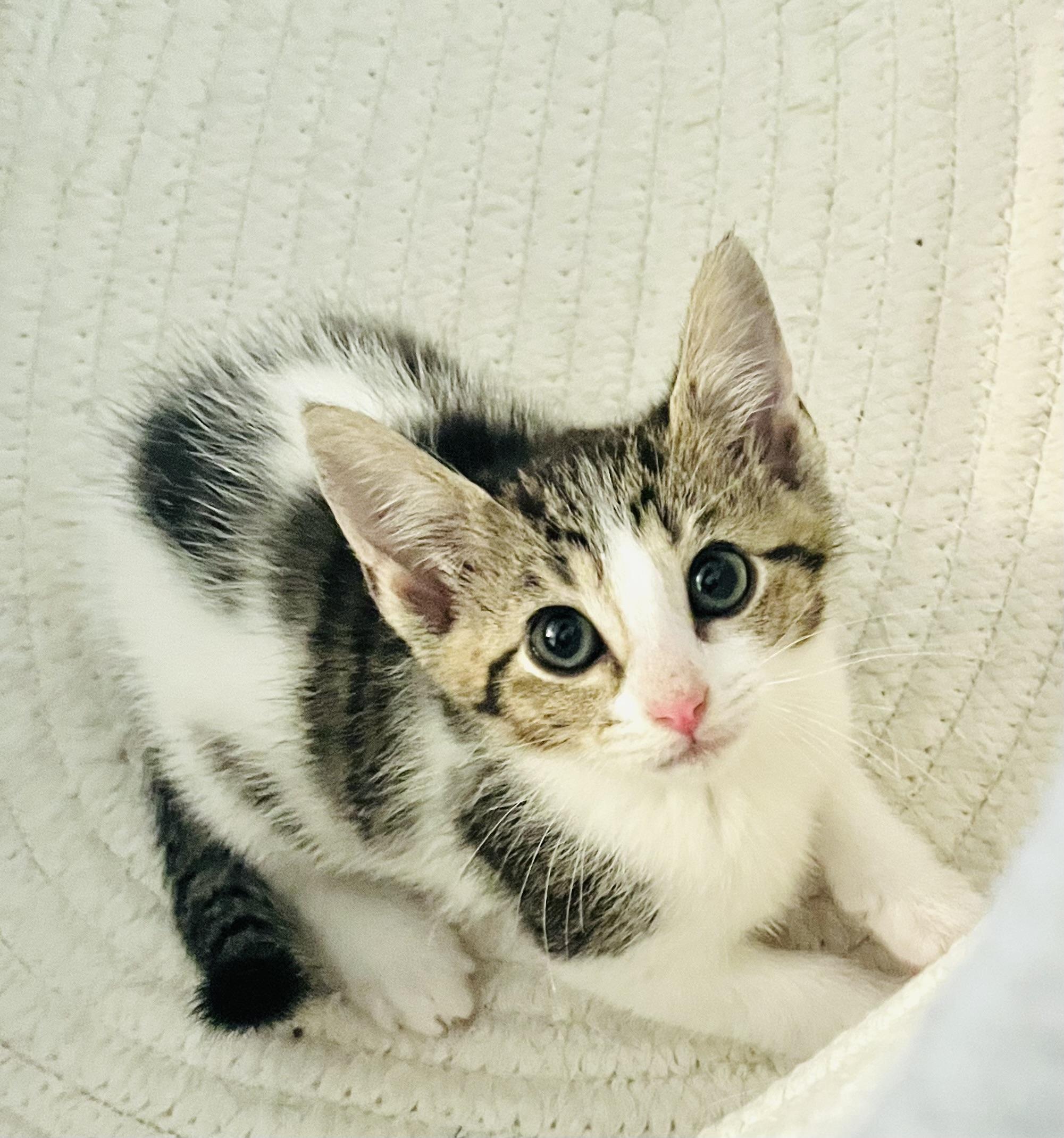 Thalia, Adoptable, Kitten Female Tabby & American Shorthair.