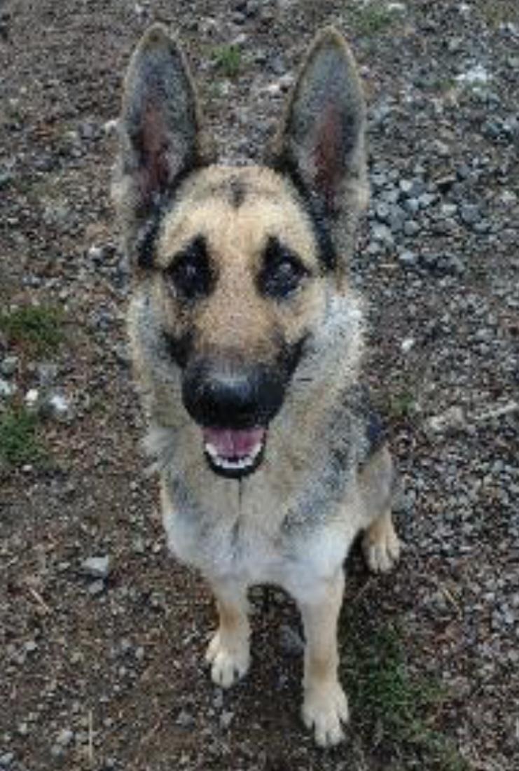 Trucker, a Adoptable German Shepherd Dog in Beaverton, OR image 6/6