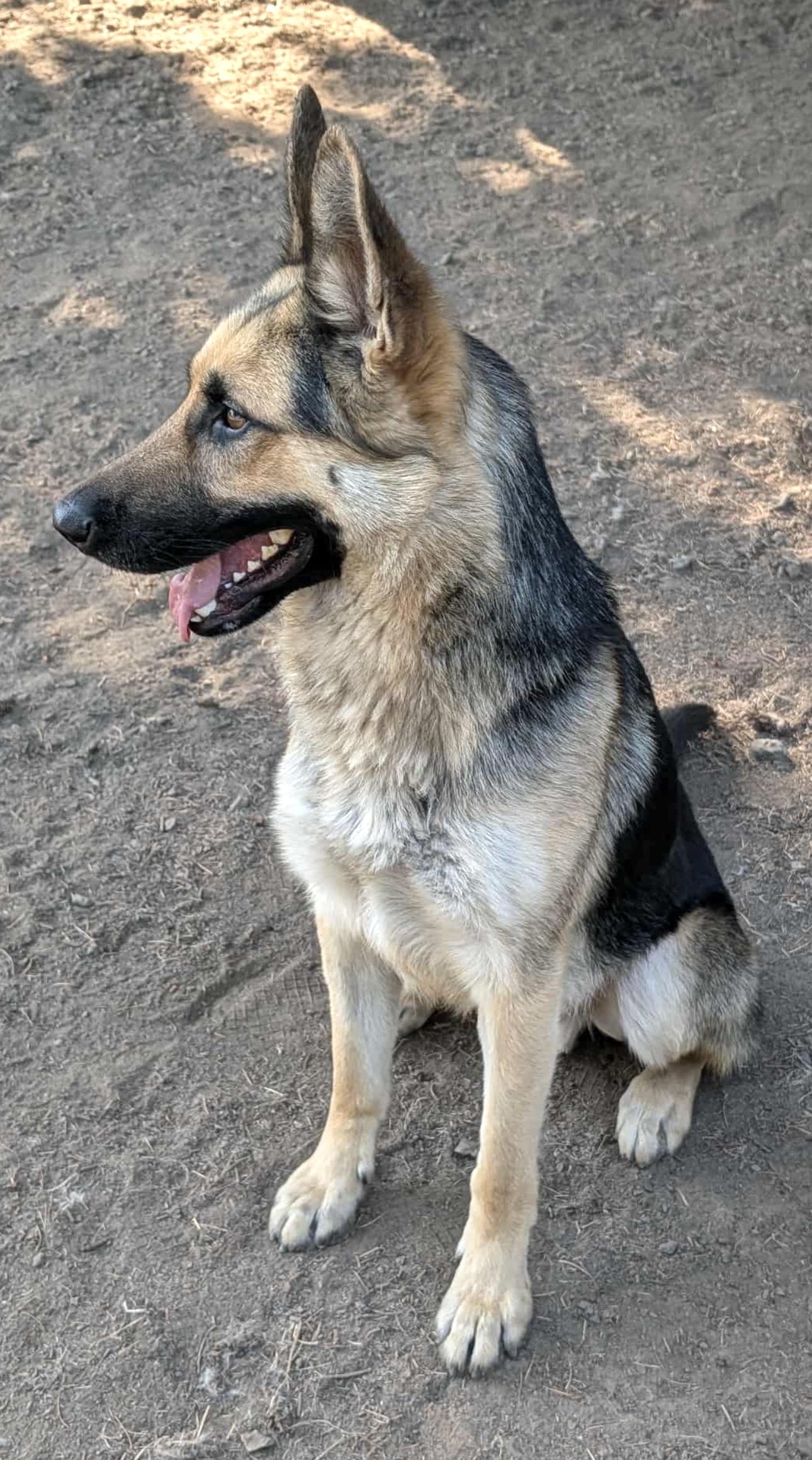 Trucker, a Adoptable German Shepherd Dog in Beaverton, OR image 2/6