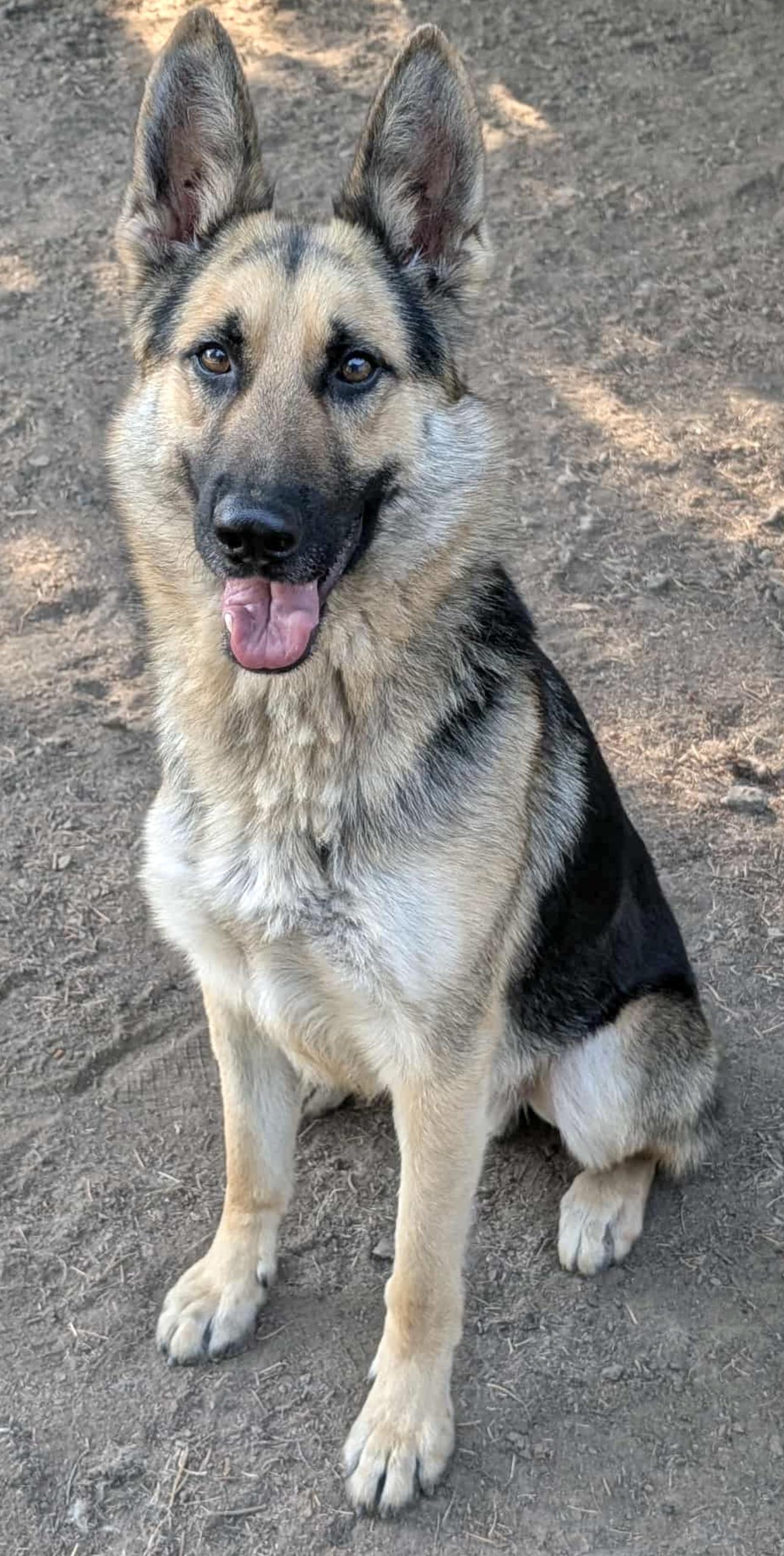 Trucker, a Adoptable German Shepherd Dog in Beaverton, OR image 4/6
