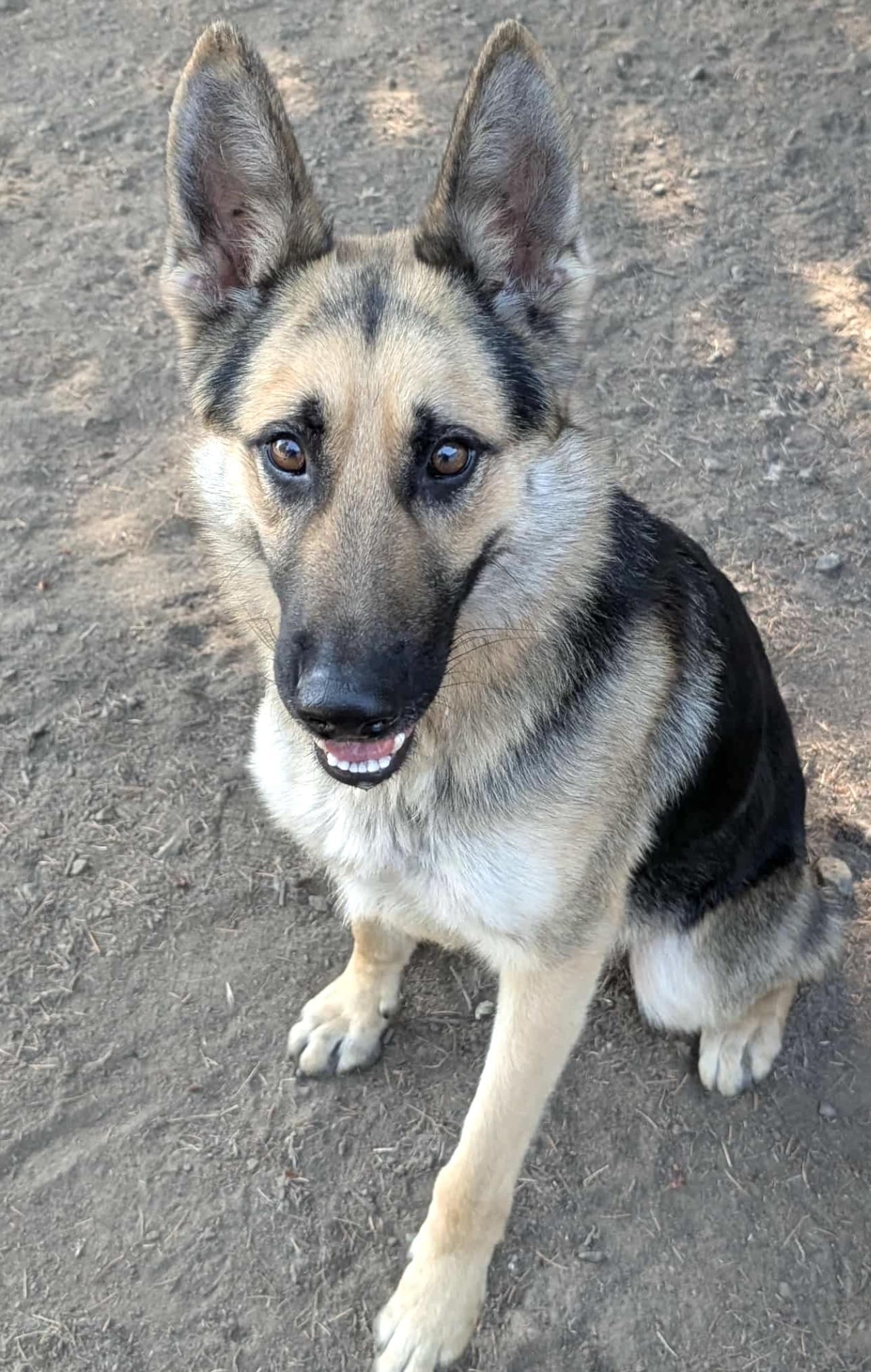 Trucker, a Adoptable German Shepherd Dog in Beaverton, OR image 3/6