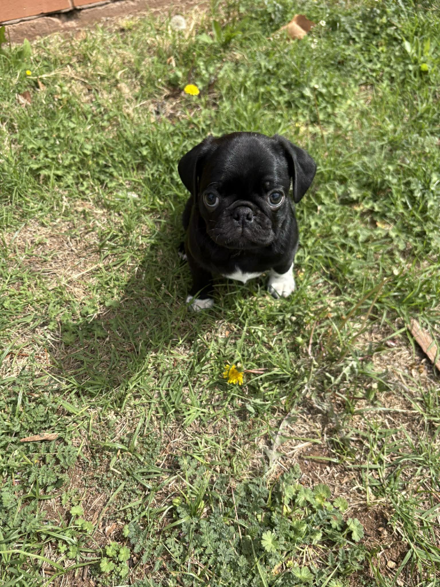 Atlas, an adopted mixed breed in Wichita Falls, TX image 3/4