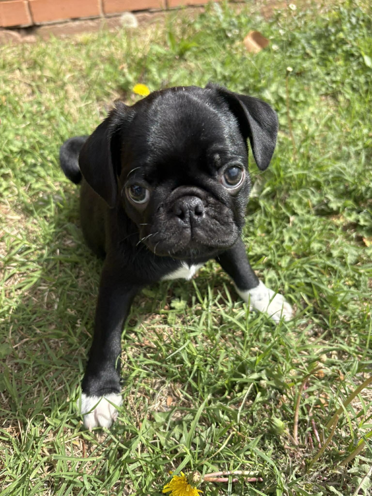 Atlas, an adopted mixed breed in Wichita Falls, TX image 4/4