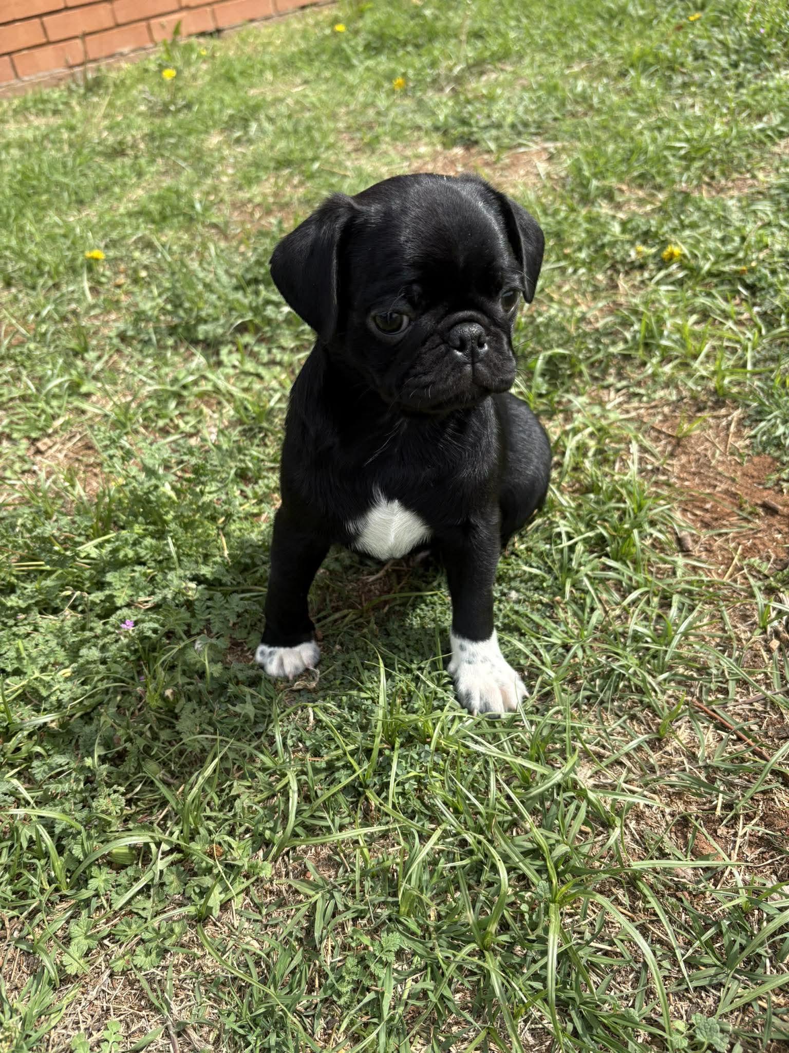 Atlas, an adopted mixed breed in Wichita Falls, TX image 1/4