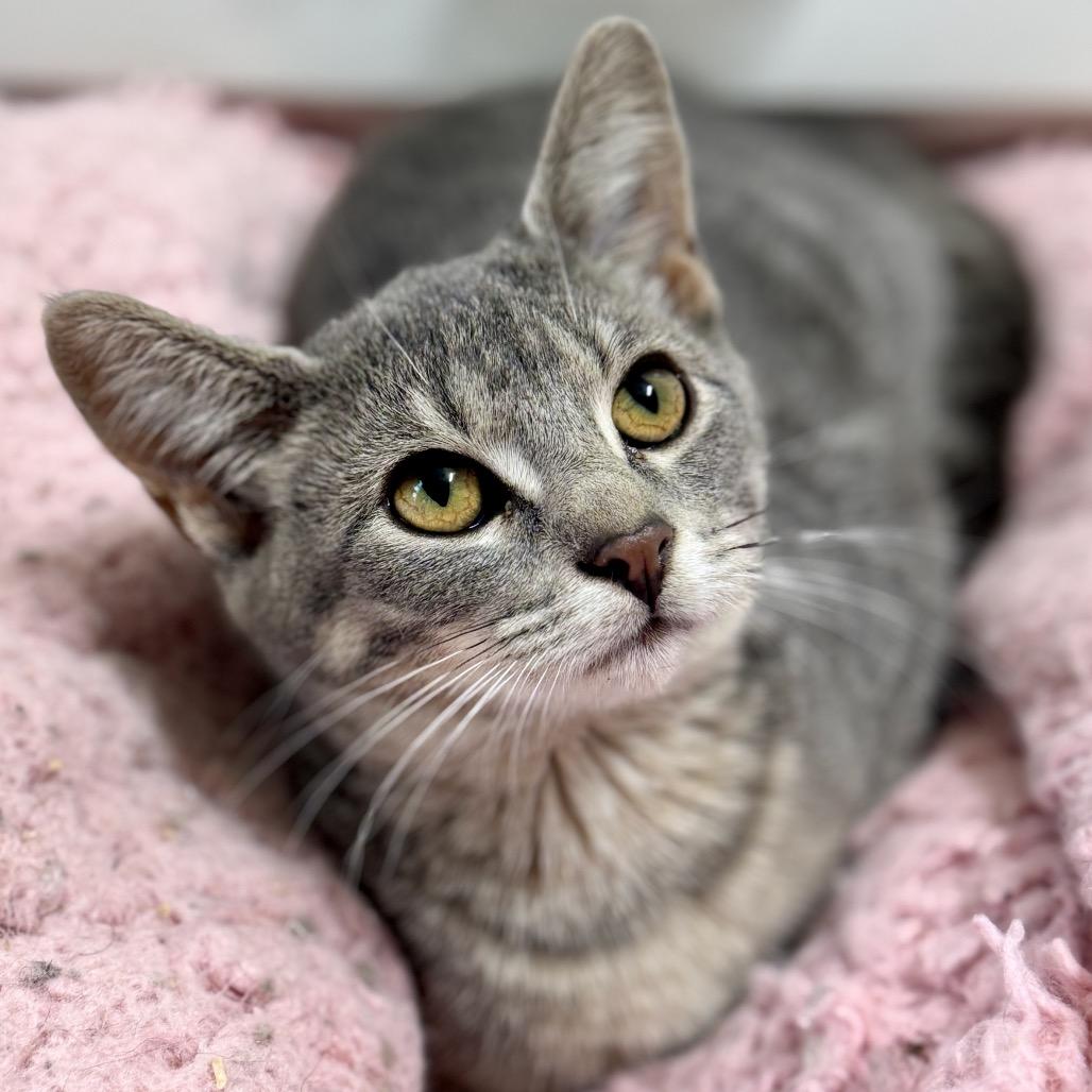 Sylvie — thumbnail 2