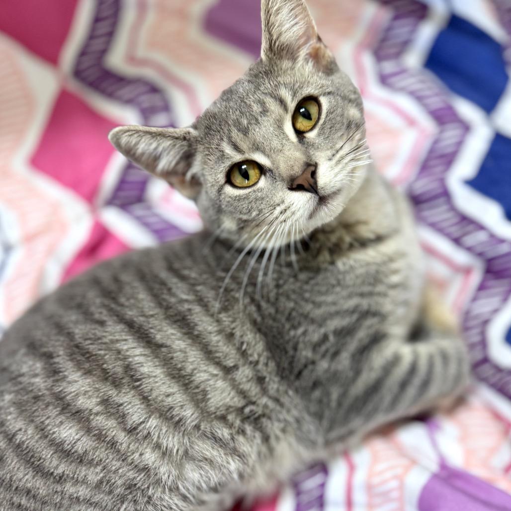 Sylvie — thumbnail 3