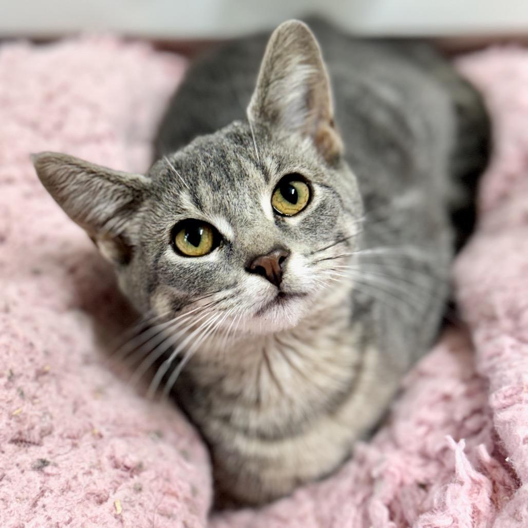 Sylvie — thumbnail 4